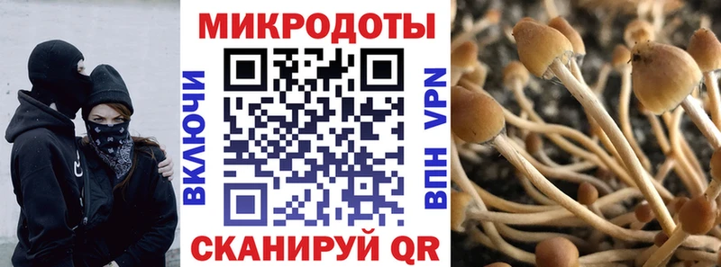 Галлюциногенные грибы Psilocybine cubensis  закладка  Клин 